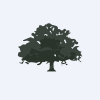 Live Oak Acquisition Corp. V Class A Ordinary Shares